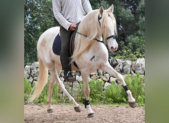 Andalusiër, Merrie, 6 Jaar, 153 cm, Cremello