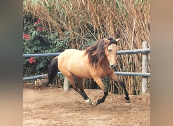 Andalusiër, Merrie, 6 Jaar, 153 cm, Falbe