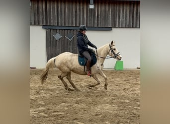 Andalusiër Mix, Merrie, 6 Jaar, 153 cm, Gevlekt-paard