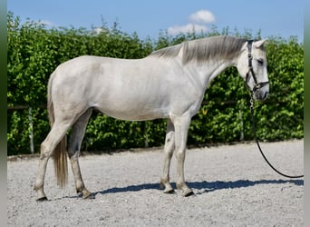 Andalusiër, Merrie, 6 Jaar, 153 cm, Schimmel