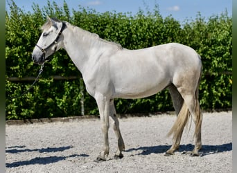 Andalusiër, Merrie, 6 Jaar, 153 cm, Schimmel