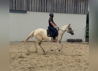 Andalusiër Mix, Merrie, 6 Jaar, 155 cm, Palomino