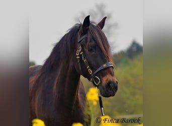 Andalusiër, Merrie, 6 Jaar, 155 cm, Zwartbruin