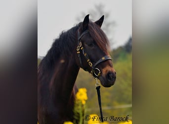 Andalusiër, Merrie, 6 Jaar, 155 cm, Zwartbruin