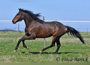 Andalusiër, Merrie, 6 Jaar, 156 cm, Bruin