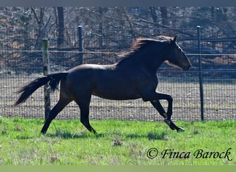 Andalusiër, Merrie, 6 Jaar, 156 cm, Bruin