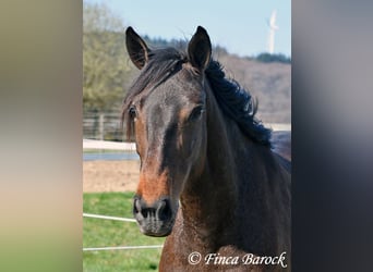Andalusiër, Merrie, 6 Jaar, 156 cm, Bruin