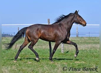 Andalusiër, Merrie, 6 Jaar, 156 cm, Bruin