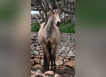 Andalusiër, Merrie, 6 Jaar, 156 cm, Falbe