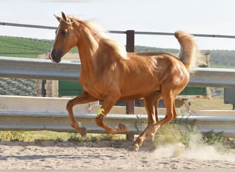 Andalusiër, Merrie, 6 Jaar, 156 cm, Palomino