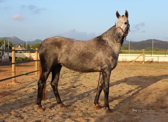 Andalusiër, Merrie, 6 Jaar, 157 cm, Appelschimmel