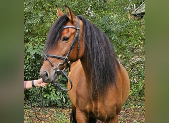 Andalusiër, Merrie, 6 Jaar, 158 cm, Bruin