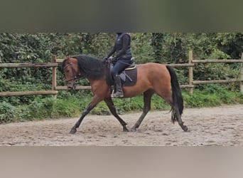 Andalusiër, Merrie, 6 Jaar, 158 cm, Bruin