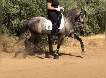 Andalusiër Mix, Merrie, 6 Jaar, 158 cm, Schimmel