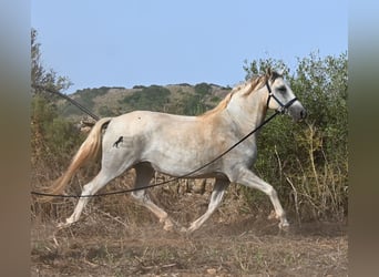 Andalusiër, Merrie, 6 Jaar, 158 cm, Schimmel