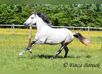 Andalusiër, Merrie, 6 Jaar, 159 cm, Schimmel