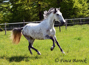 Andalusiër, Merrie, 6 Jaar, 159 cm, Schimmel