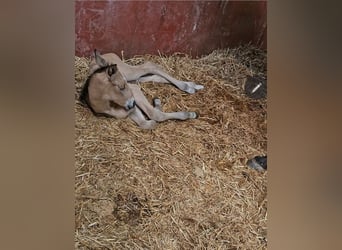 Andalusiër, Merrie, 6 Jaar, 162 cm, Bruin