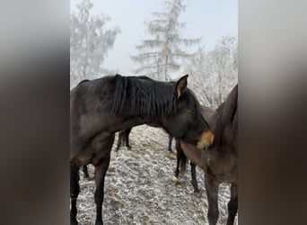 Andalusiër, Merrie, 6 Jaar, 163 cm, Bruin