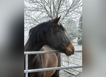 Andalusiër, Merrie, 6 Jaar, 163 cm, Bruin