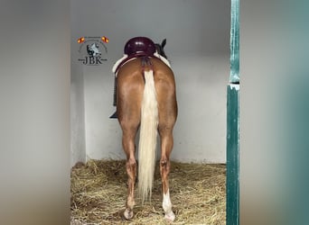Andalusiër, Merrie, 6 Jaar, 164 cm, Palomino