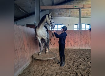 Andalusiër, Merrie, 6 Jaar, 168 cm, Appelschimmel