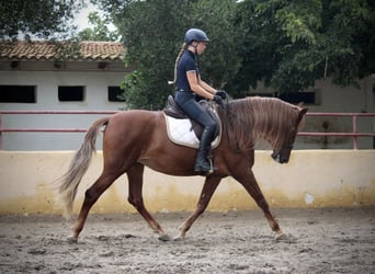 Andalusiër, Merrie, 6 Jaar, 168 cm, Vos