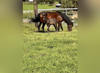 Andalusiër Mix, Merrie, 7 Jaar, 142 cm, Bruin