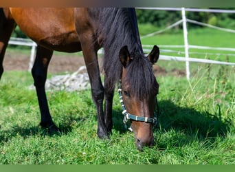 Andalusiër Mix, Merrie, 7 Jaar, 148 cm, Bruin