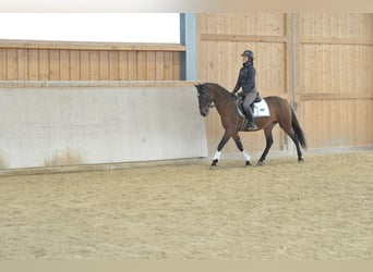 Andalusiër, Merrie, 7 Jaar, 152 cm