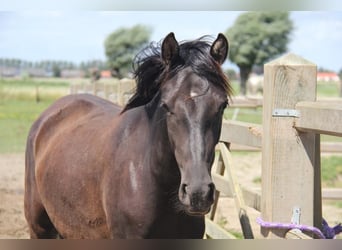 Andalusiër, Merrie, 7 Jaar, 153 cm, Zwart