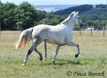 Andalusiër, Merrie, 7 Jaar, 155 cm, Schimmel