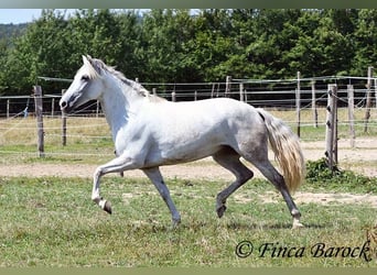 Andalusiër, Merrie, 7 Jaar, 155 cm, Schimmel