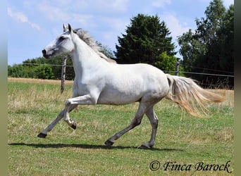 Andalusiër, Merrie, 7 Jaar, 155 cm, Schimmel