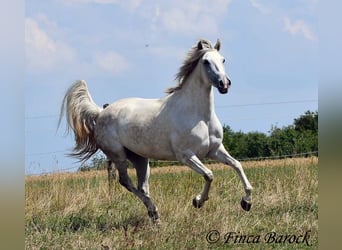 Andalusiër, Merrie, 7 Jaar, 155 cm, Schimmel