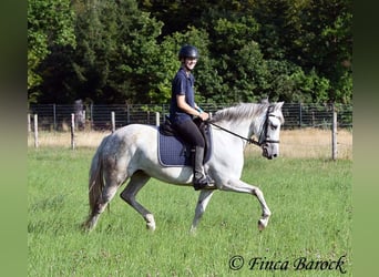 Andalusiër, Merrie, 7 Jaar, 155 cm, Schimmel