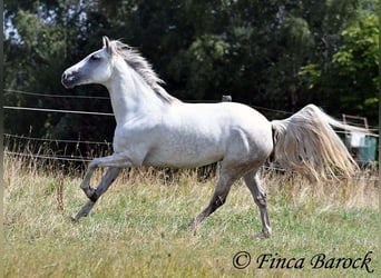 Andalusiër, Merrie, 7 Jaar, 155 cm, Schimmel