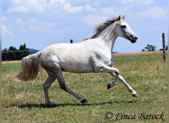 Andalusiër, Merrie, 7 Jaar, 155 cm, Schimmel