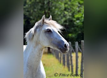 Andalusiër, Merrie, 7 Jaar, 155 cm, Schimmel