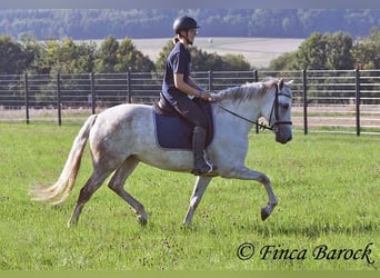 Andalusiër, Merrie, 7 Jaar, 155 cm, Schimmel