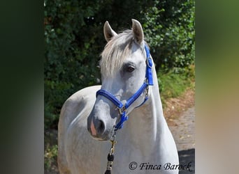 Andalusiër, Merrie, 7 Jaar, 155 cm, Schimmel