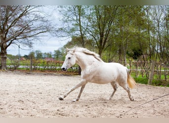 Andalusiër, Merrie, 7 Jaar, 155 cm, Schimmel