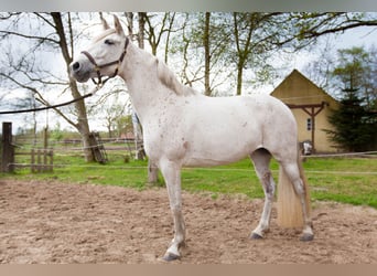 Andalusiër, Merrie, 7 Jaar, 155 cm, Schimmel