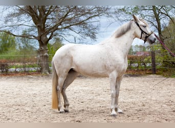 Andalusiër, Merrie, 7 Jaar, 155 cm, Schimmel