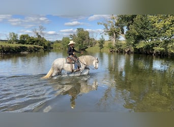 Andalusiër Mix, Merrie, 7 Jaar, 157 cm, Schimmel