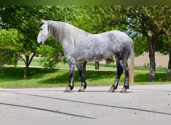 Andalusiër Mix, Merrie, 7 Jaar, 157 cm, Schimmel