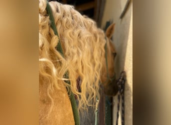 Andalusiër, Merrie, 7 Jaar, 158 cm, Palomino
