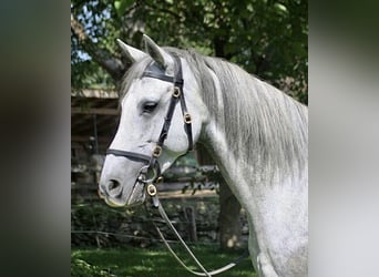 Andalusiër, Merrie, 7 Jaar, 158 cm, Schimmel