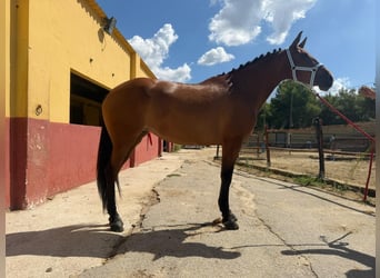 Andalusiër, Merrie, 7 Jaar, 164 cm, Bruin