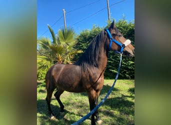 Andalusiër, Merrie, 7 Jaar, 165 cm, Bruin